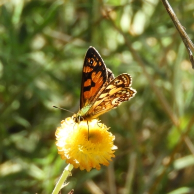 Oreixenica lathoniella (Silver Xenica) at Namadgi National Park - 24 Feb 2019 by MatthewFrawley