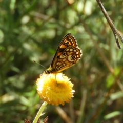 Oreixenica lathoniella at Paddys River, ACT - 24 Feb 2019 12:46 PM