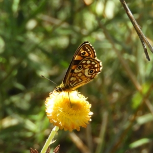 Oreixenica lathoniella at Paddys River, ACT - 24 Feb 2019