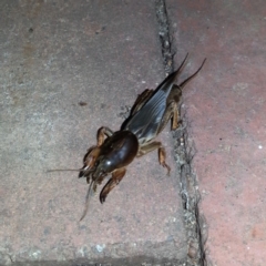 Gryllotalpa sp. (genus) (Mole Cricket) at Kambah, ACT - 28 Feb 2019 by MatthewFrawley