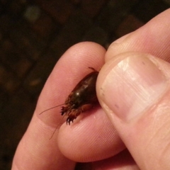 Gryllotalpa sp. (genus) at Kambah, ACT - 28 Feb 2019 08:13 PM