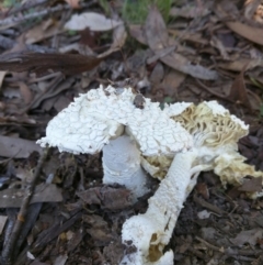 Amanita pyramidifera (Amanita pyramidifera) at Nelson Beach - 2 Mar 2019 by Teresa