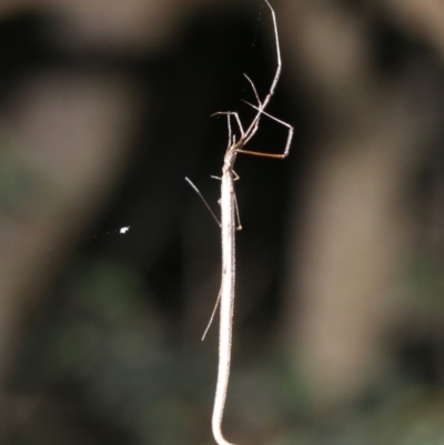 Ariamnes colubrinus (Whip spider) at Guerilla Bay, NSW - 26 Feb 2019 by jb2602