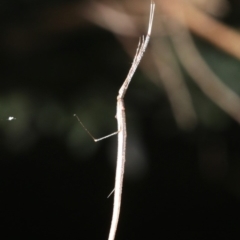 Ariamnes colubrinus at Guerilla Bay, NSW - 26 Feb 2019 09:25 PM