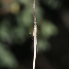 Ariamnes colubrinus at Guerilla Bay, NSW - 26 Feb 2019 09:25 PM