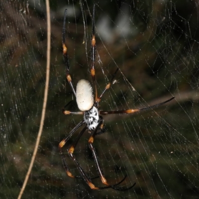 Nephila plumipes (Humped golden orb-weaver) at Broulee Moruya Nature Observation Area - 27 Feb 2019 by jb2602
