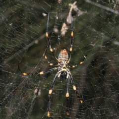 Trichonephila plumipes at Broulee, NSW - 27 Feb 2019 08:15 PM