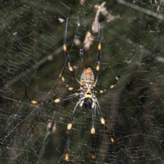 Nephila plumipes at Broulee, NSW - 27 Feb 2019