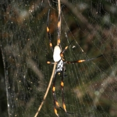 Nephila plumipes at Broulee, NSW - 27 Feb 2019 08:15 PM