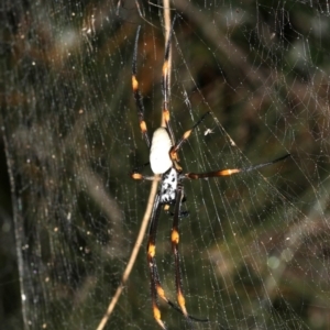 Nephila plumipes at Broulee, NSW - 27 Feb 2019