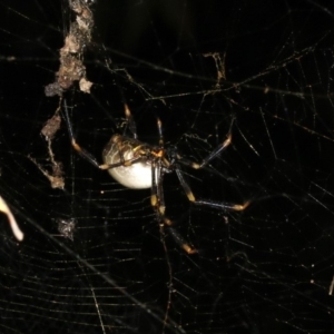 Nephila plumipes at Broulee, NSW - 27 Feb 2019