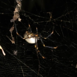 Trichonephila plumipes at Broulee, NSW - 27 Feb 2019 09:06 PM