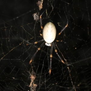 Nephila plumipes at Broulee, NSW - 27 Feb 2019