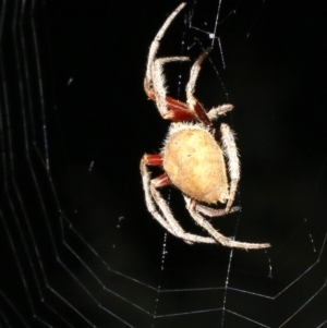 Hortophora transmarina at Guerilla Bay, NSW - 26 Feb 2019 08:27 PM