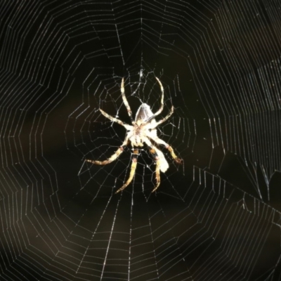 Hortophora sp. (genus) (Garden orb weaver) at Rosedale, NSW - 25 Feb 2019 by jb2602