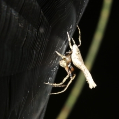 Hortophora sp. (genus) at Rosedale, NSW - 25 Feb 2019