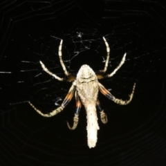 Hortophora sp. (genus) at Rosedale, NSW - 25 Feb 2019 09:53 PM