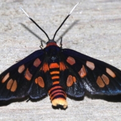 Amata nigriceps (A Handmaiden moth) at Rosedale, NSW - 25 Feb 2019 by jb2602