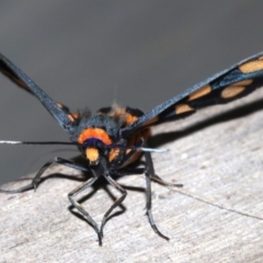 Amata nigriceps at Rosedale, NSW - 25 Feb 2019 11:39 PM