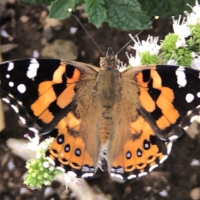 Vanessa kershawi (Australian Painted Lady) at Monash, ACT - 1 Mar 2019 by jackQ