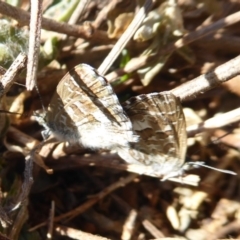 Theclinesthes serpentata (Saltbush Blue) at Fyshwick, ACT - 1 Mar 2019 by Christine