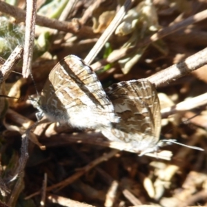 Theclinesthes serpentata at Fyshwick, ACT - 1 Mar 2019 09:12 AM