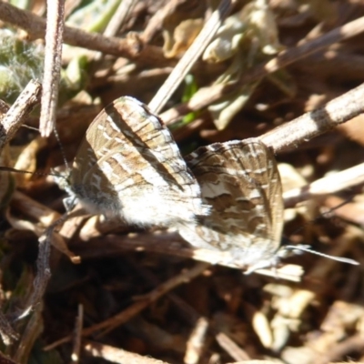 Theclinesthes serpentata (Saltbush Blue) at Fyshwick, ACT - 28 Feb 2019 by Christine