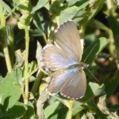 Theclinesthes serpentata at Fyshwick, ACT - 1 Mar 2019 09:12 AM