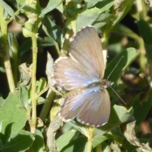 Theclinesthes serpentata at Fyshwick, ACT - 1 Mar 2019