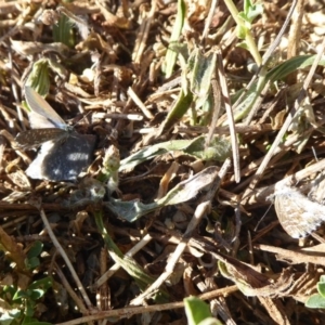 Theclinesthes serpentata at Fyshwick, ACT - 1 Mar 2019