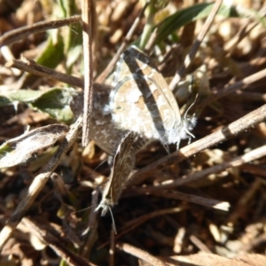 Theclinesthes serpentata at Fyshwick, ACT - 1 Mar 2019