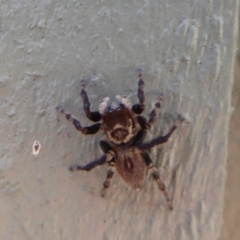 Maratus griseus (Jumping spider) at Fyshwick, ACT - 28 Feb 2019 by Christine