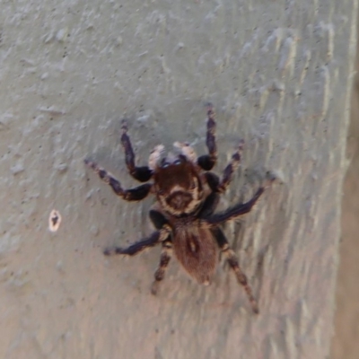 Maratus griseus (Jumping spider) at Fyshwick, ACT - 1 Mar 2019 by Christine