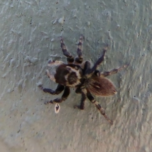 Maratus griseus at Fyshwick, ACT - 1 Mar 2019