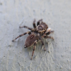 Maratus griseus at Fyshwick, ACT - 1 Mar 2019