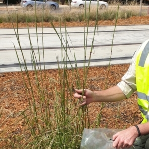 Bothriochloa biloba at Harrison, ACT - 28 Feb 2019