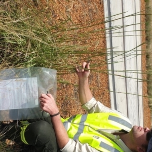 Bothriochloa biloba at Harrison, ACT - 28 Feb 2019 01:12 PM