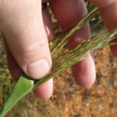 Bothriochloa biloba at Harrison, ACT - 28 Feb 2019