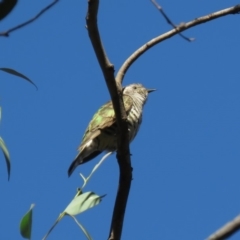 Chrysococcyx lucidus (Shining Bronze-Cuckoo) at Carwoola, NSW - 1 Mar 2019 by KumikoCallaway