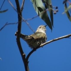 Chrysococcyx lucidus at Carwoola, NSW - 2 Mar 2019