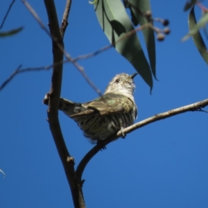 Chrysococcyx lucidus at Carwoola, NSW - 2 Mar 2019