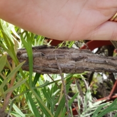 Metura elongatus (Saunders' case moth) at Bega, NSW - 28 Feb 2019 by Steff