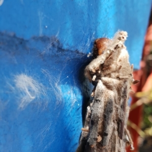 Psychidae (family) MATURE at Bega, NSW - 28 Feb 2019 01:48 PM