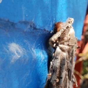Metura elongatus at Bega, NSW - 28 Feb 2019 01:48 PM