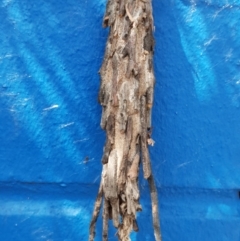 Metura elongatus at Bega, NSW - 28 Feb 2019 01:48 PM