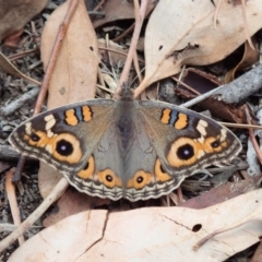 Junonia villida (Meadow Argus) at Spence, ACT - 2 Mar 2019 by Laserchemisty