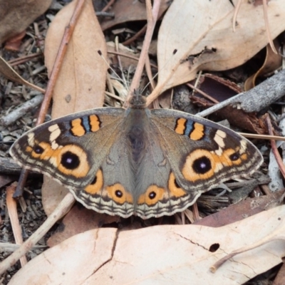 Junonia villida (Meadow Argus) at Spence, ACT - 2 Mar 2019 by Laserchemisty