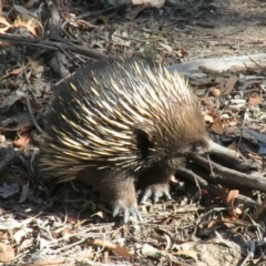 Tachyglossus aculeatus (Short-beaked Echidna) at Carwoola, NSW - 2 Mar 2019 by KumikoCallaway