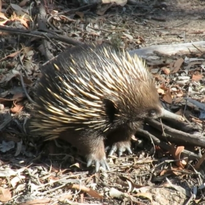 Tachyglossus aculeatus (Short-beaked Echidna) at Carwoola, NSW - 2 Mar 2019 by KumikoCallaway