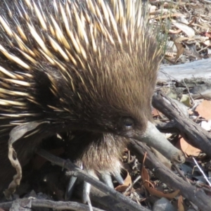 Tachyglossus aculeatus at Carwoola, NSW - 2 Mar 2019